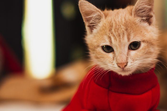 Kucing oranye tampil gaya dengan sweater