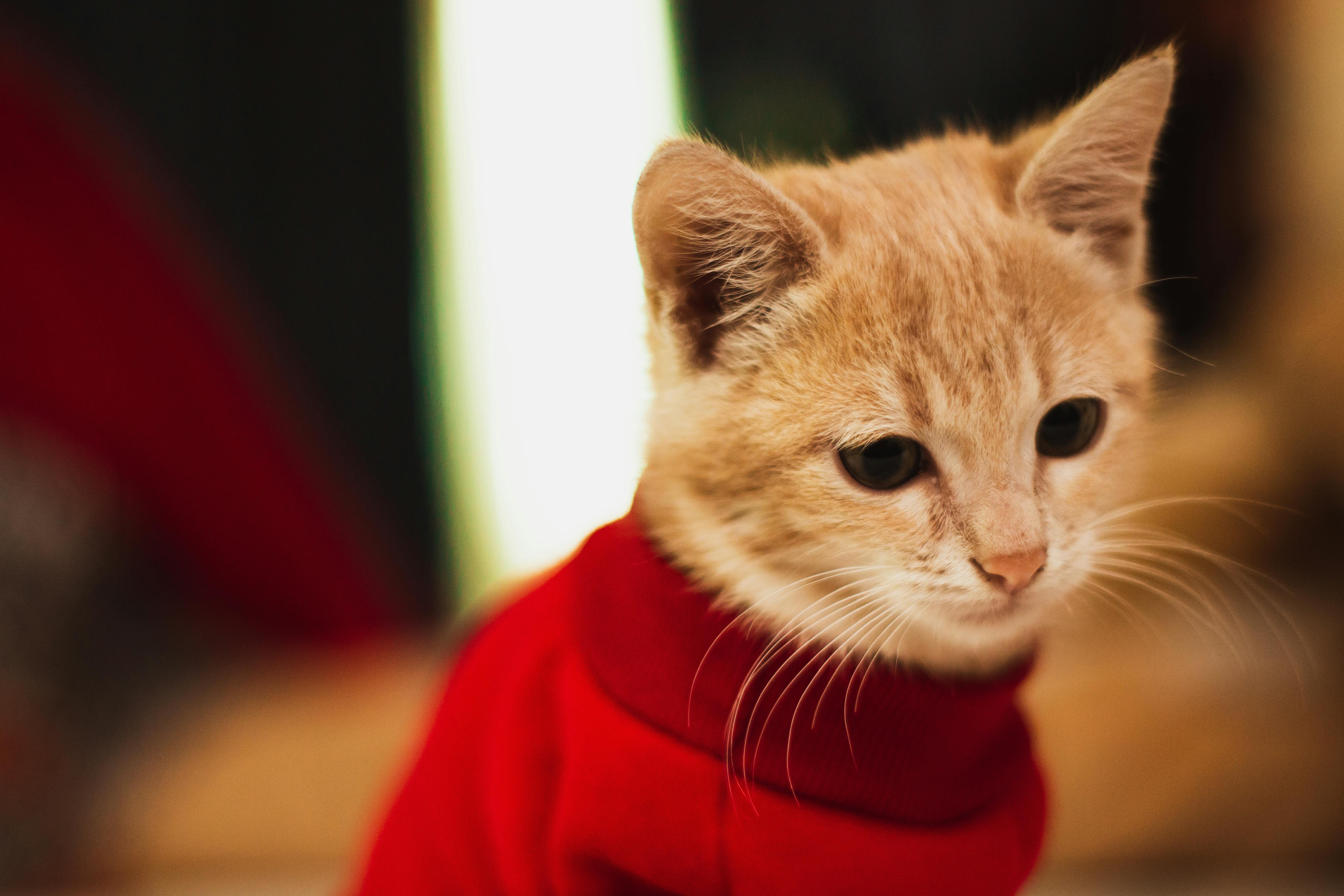 Orange Tabby Cat in a Red Sweater