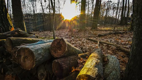 Ingyenes stockfotó apróra vágott fa, erdő, esés témában