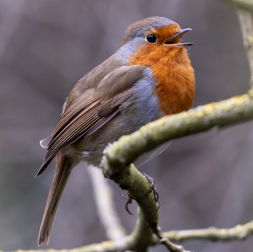 Close-Up Shot of a European Robin 