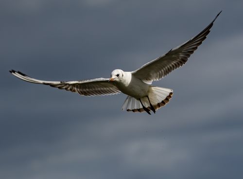 Free A black-headed gull soaring gracefully with its wings spread against a moody dark sky. Stock Photo