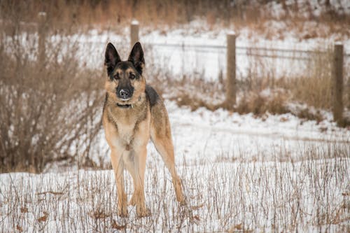 Gratis stockfoto met Duitse herder, herder, hond