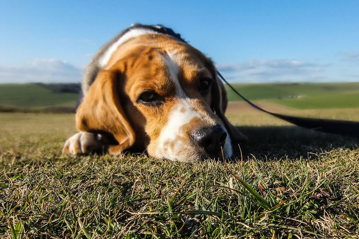 Anxiété de séparation du chien : que faire ? - Rééduquer le chien à rester seul progressivement