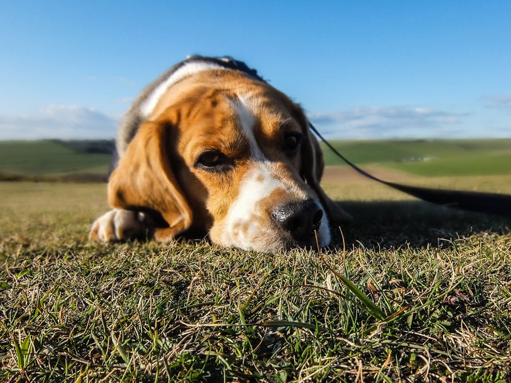 Gratis Fokus Fotografi Beagle Tiga Warna Dewasa Pada Rumput Hijau Foto Stok