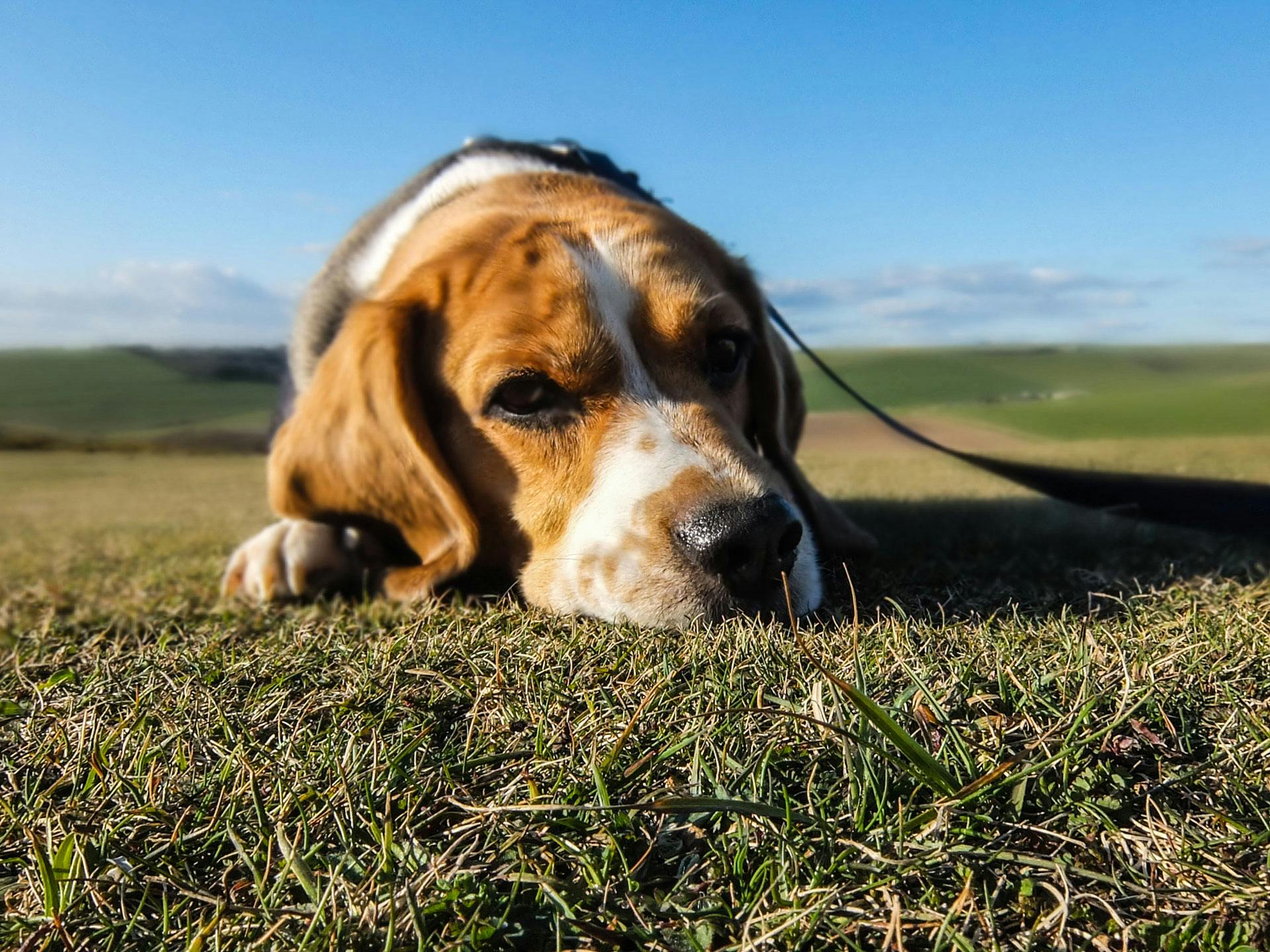 Fokusfotografering av en vuxen tricolorbeagle på grönt gräs