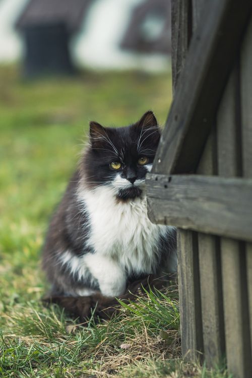 Free Adorable fluffy black and white cat peeking from behind a wooden shed outdoors. Stock Photo