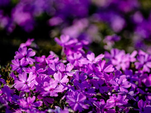 A Close-Up Shot of Purple Flowers