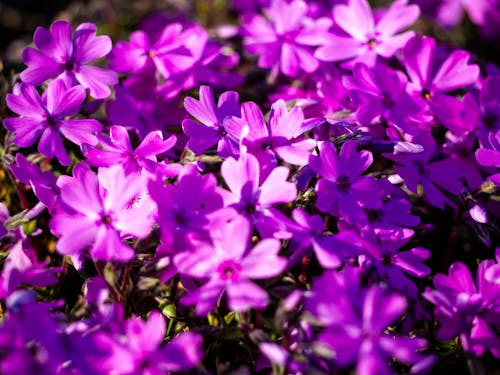 Foto stok gratis berkembang, bidikan close-up, bunga ungu