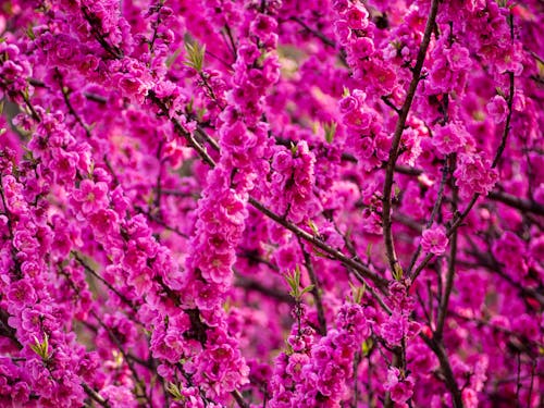 Fotobanka s bezplatnými fotkami na tému flóra, kvet ovocného stromu, kvitnutie