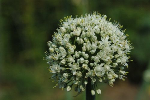 Free White onion flower in full bloom, showcasing delicate petals and intricate structure. Stock Photo