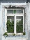 White Wooden Framed Window with Plants