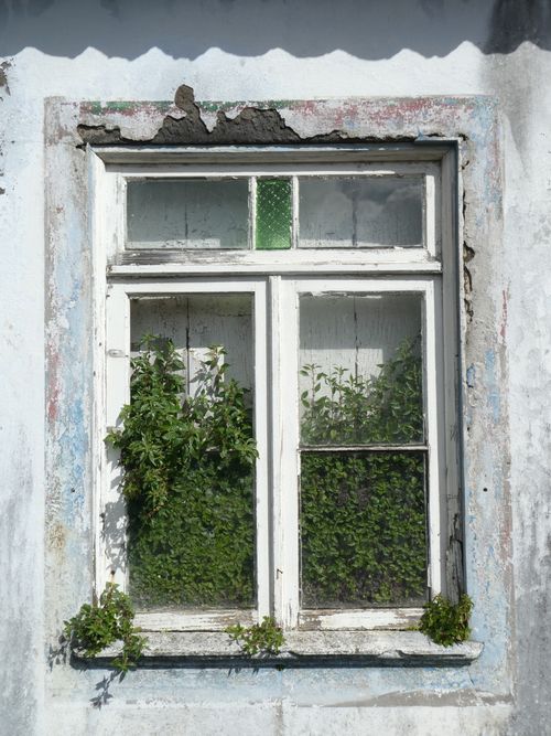 Free A decaying rustic window with greenery growing inside, showcasing nature's resilience. Stock Photo