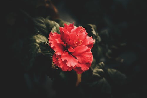 Free Red Petaled Flower Stock Photo