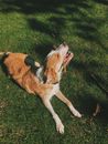 Brown and White Long Coated Dog Lying on Green Grass with Stick on Mouth
