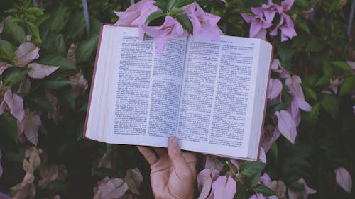 Person Holding Book Near Pink Flowers