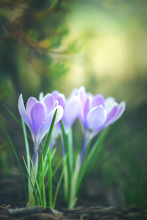 Darmowe zdjęcie z galerii z fioletowe kwiaty, flora, krokus