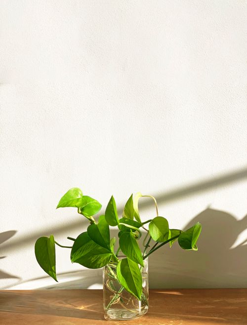 Free Minimalist image of a green pothos plant in a glass vase on a wooden table against a white background. Stock Photo