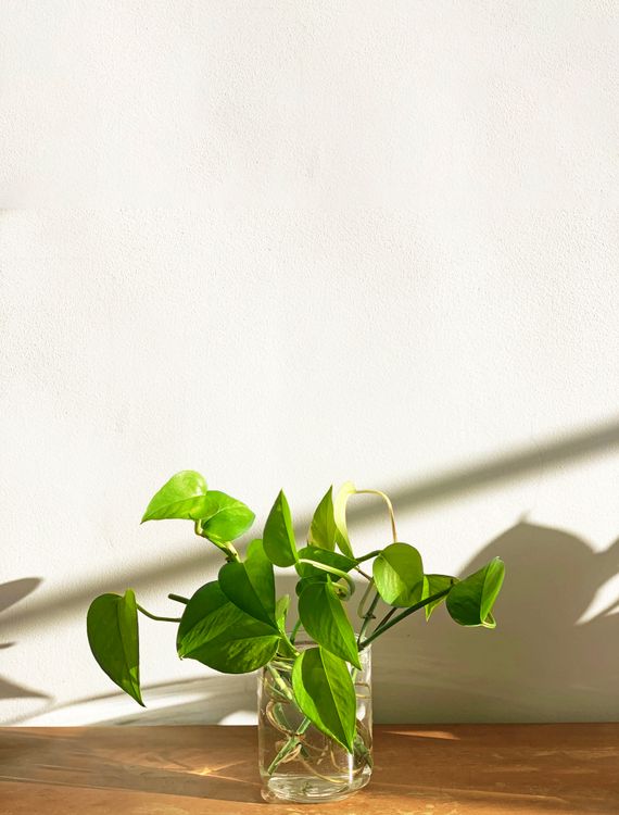 A Green Plant on Glass Vase · Free Stock Photo