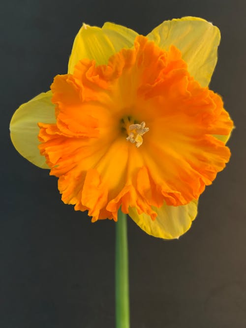 A Yellow and Orange Flower in Full Bloom