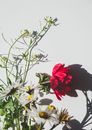 A Red Poppy and White Daisies in Full Bloom