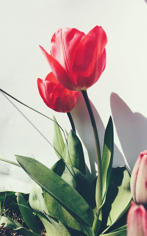 Fotobanka s bezplatnými fotkami na tému biele pozadie, červené tulipány, flóra