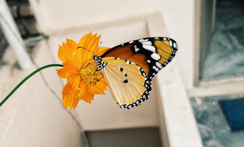 Motyl Na żółtym Kwiacie