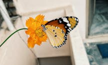 一只蝴蝶栖息在鲜艳的橙色花朵上，特写镜头展示了它翅膀的复杂图案