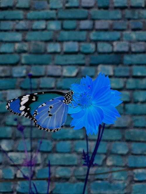 Free stock photo of blue butterfly, blue flowers