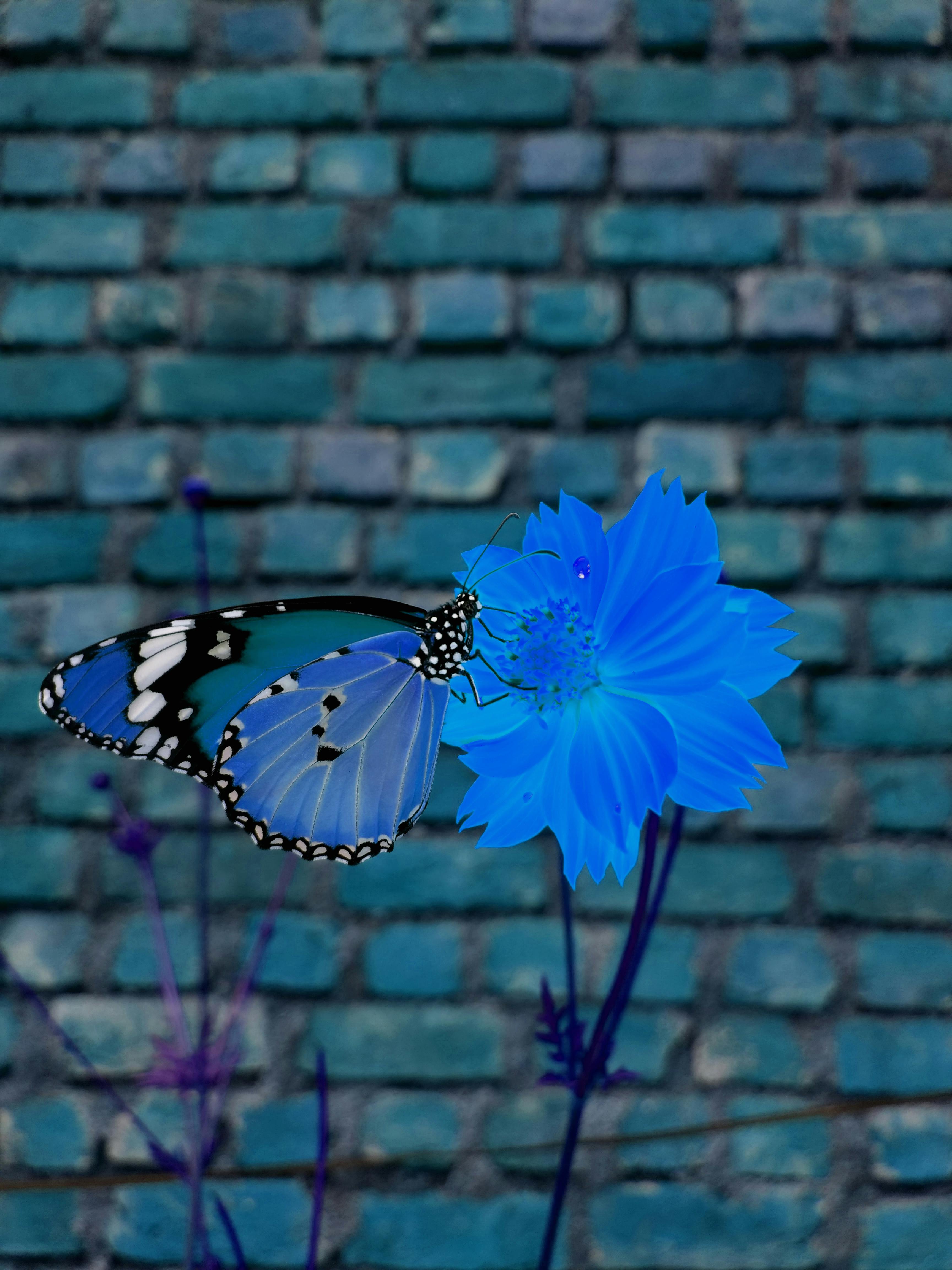 青い花 青い蝶の無料の写真素材