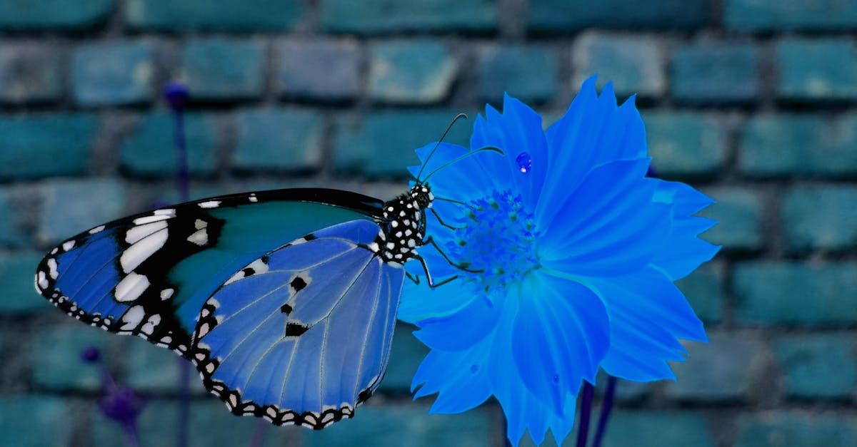 Free stock photo of blue butterfly, blue flowers, bokeh