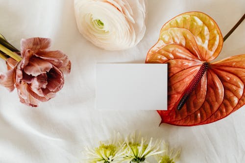 Foto d'estoc gratuïta de flatlay, flora, flors