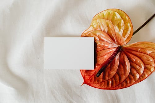 Immagine gratuita di anthurium, bellissimo, bianco