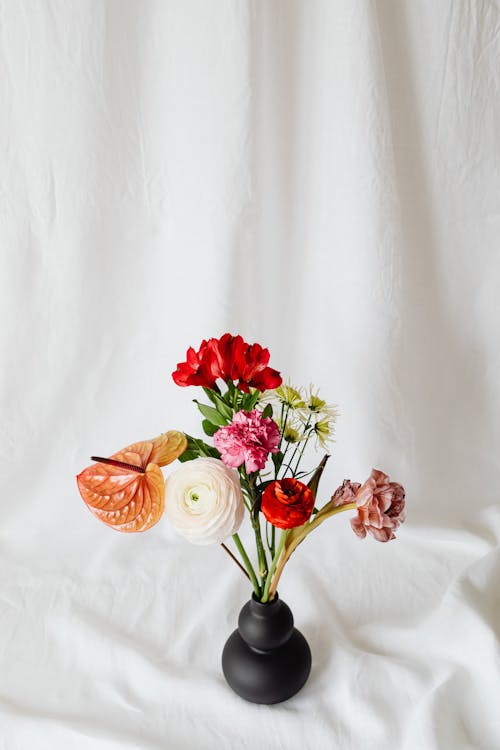 Základová fotografie zdarma na téma bílé pozadí, jemný, květiny