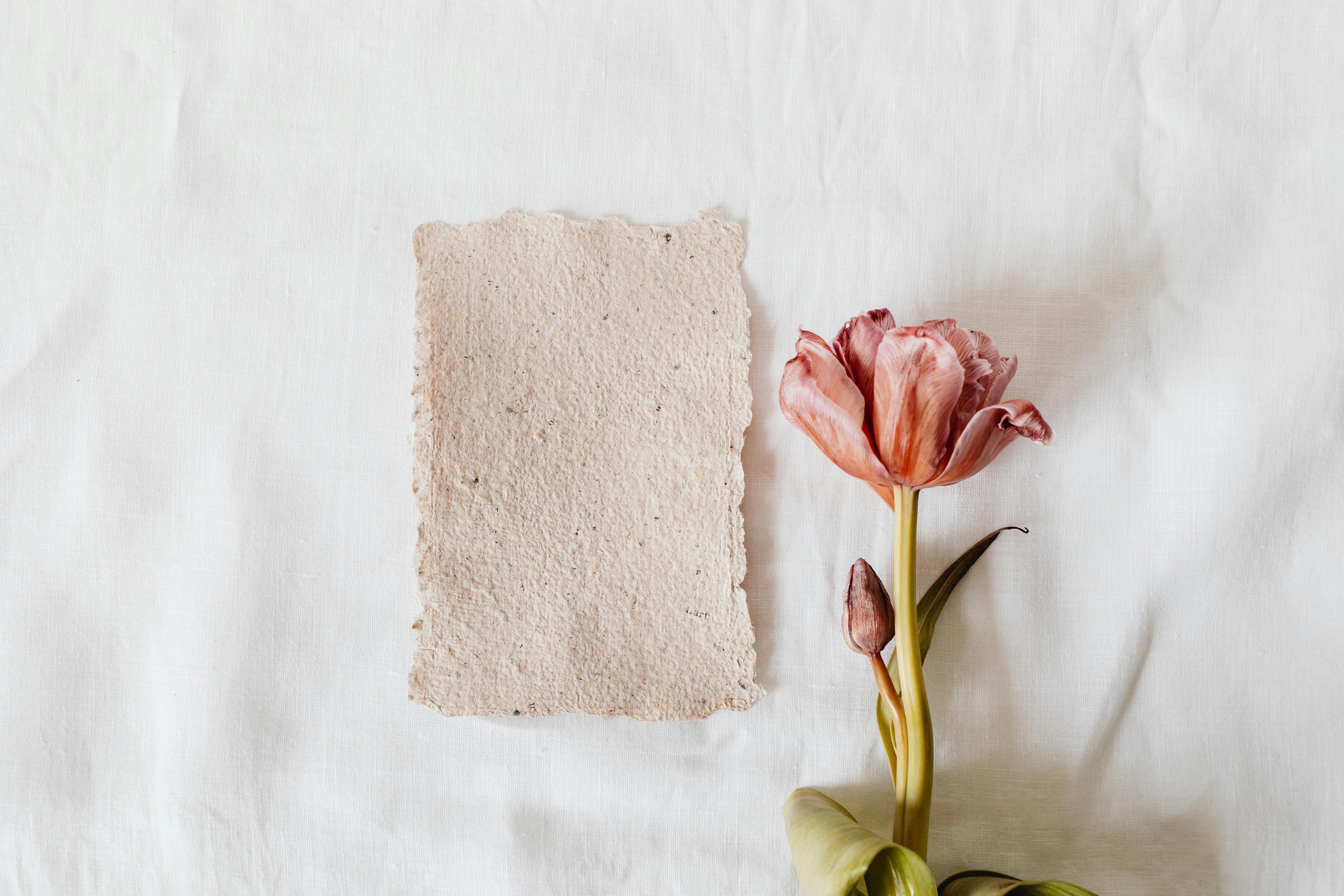 pink tulip with bud beside beige cardboard