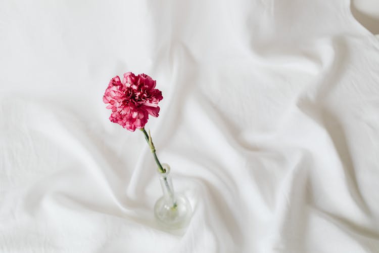 Pink Carnation On White Soft Textile