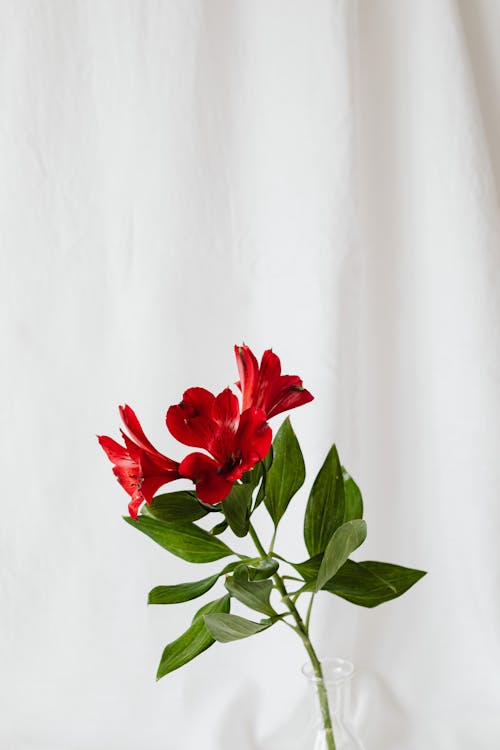 Red Flowers with Green Leaves