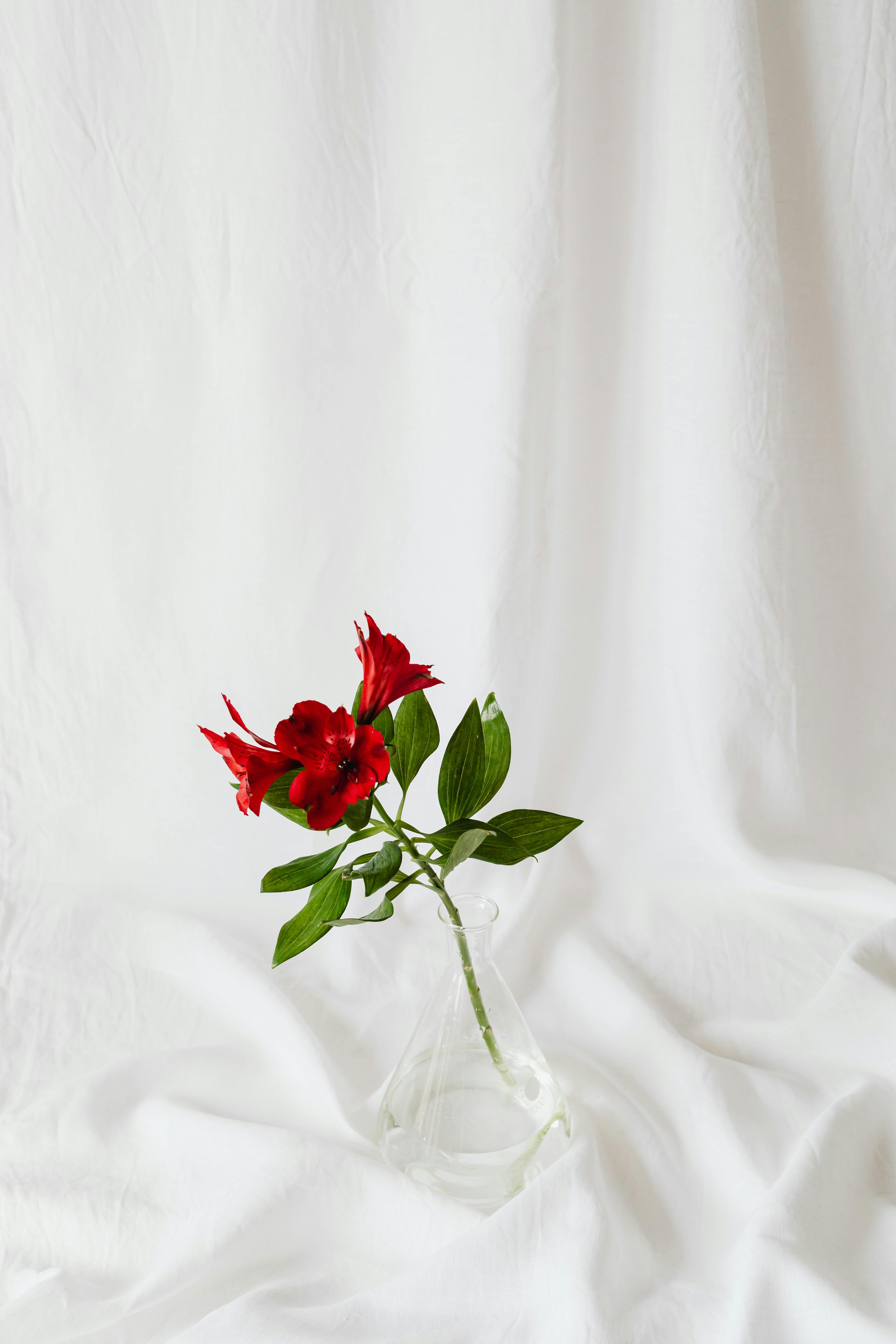 A striking red flower with green leaves in a clear vase on a white fabric backdrop.