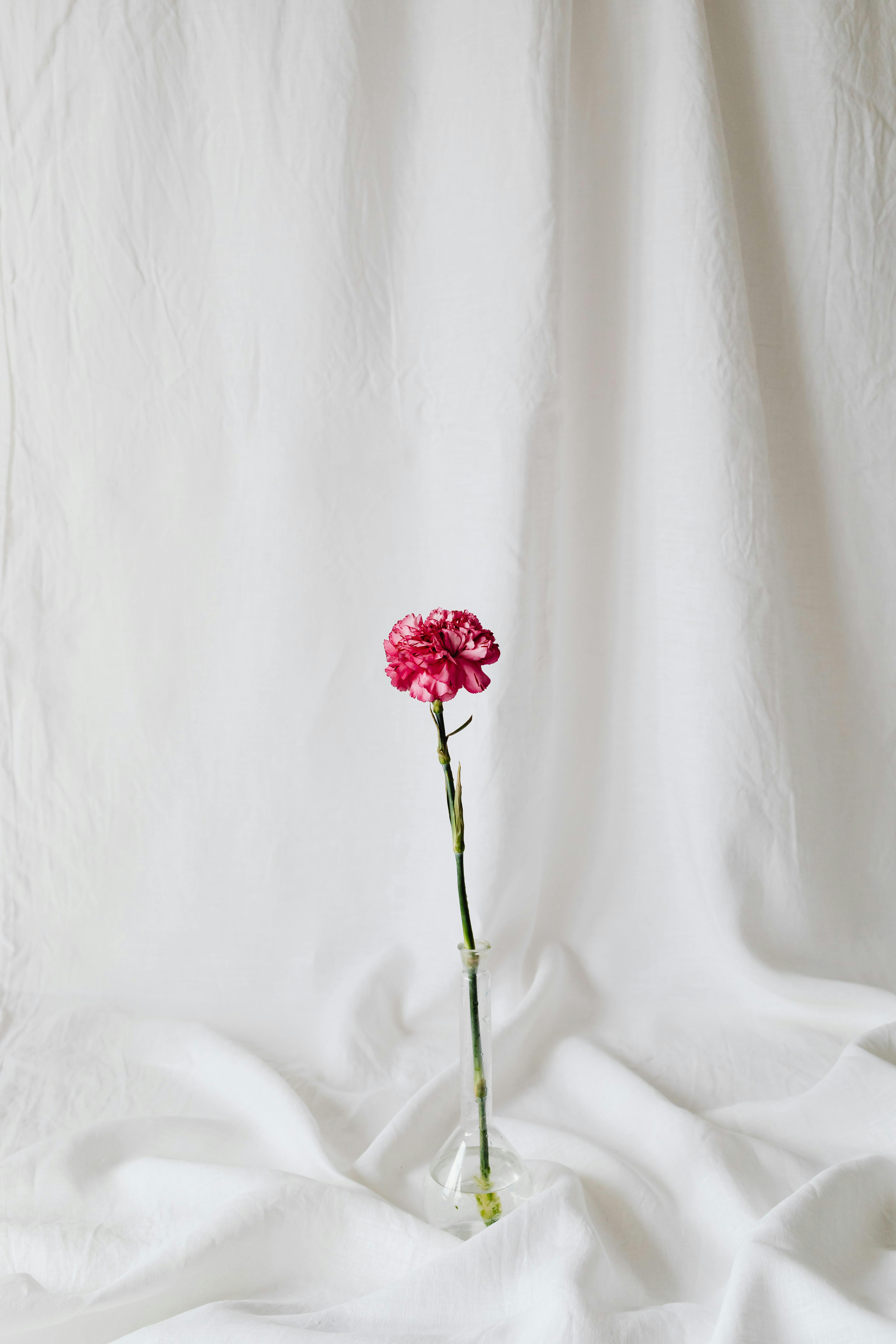 pink carnation flower with long green stem