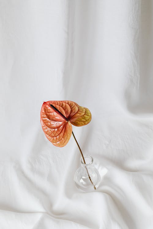 Orange Flower on Clear Glass Vase