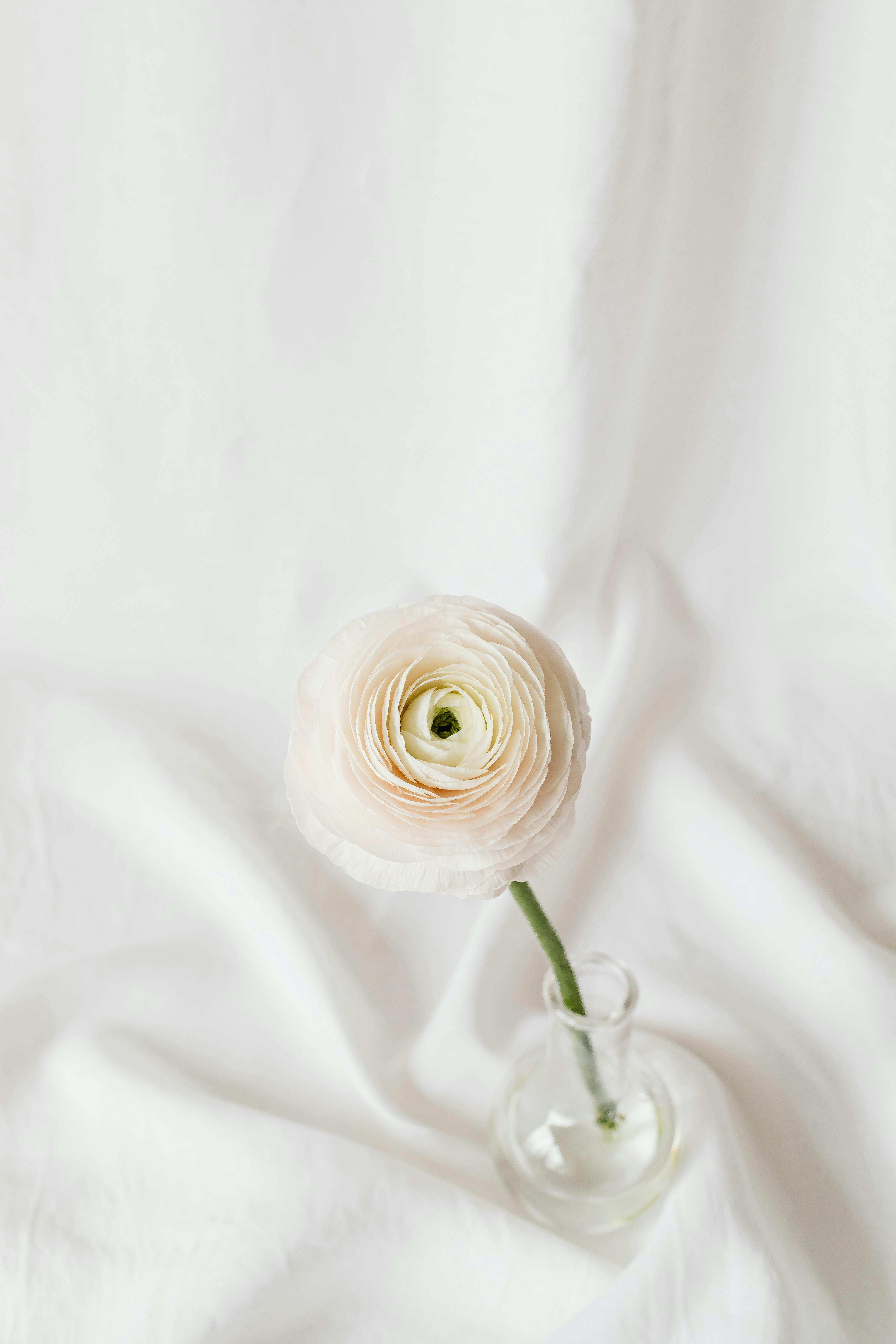 Close-up of a tecolote ranunculus in a clear glass vase, showcasing its delicate, soft petals on a white cloth backdrop.