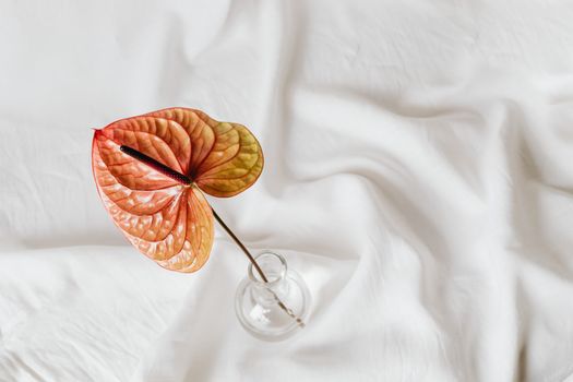 Anthurium Flower in Clear Glass Vase