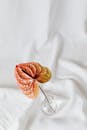 Beautiful Anthurium Flower in Glass Vase