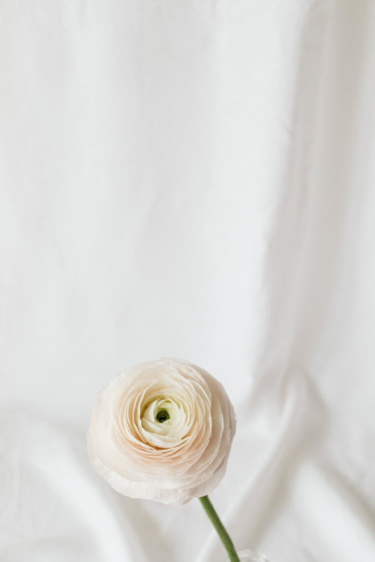 A White Buttercup Flower