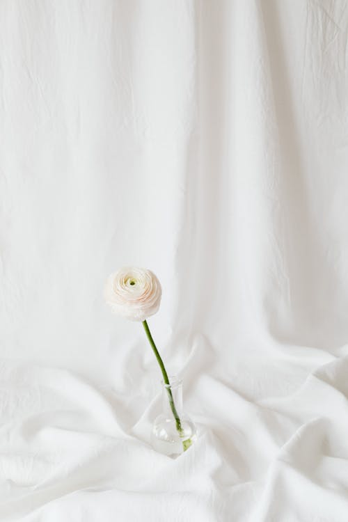 beyaz, Beyaz arka plan, bitki örtüsü içeren Ücretsiz stok fotoğraf