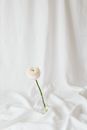 A White Flower on a Glass Vase