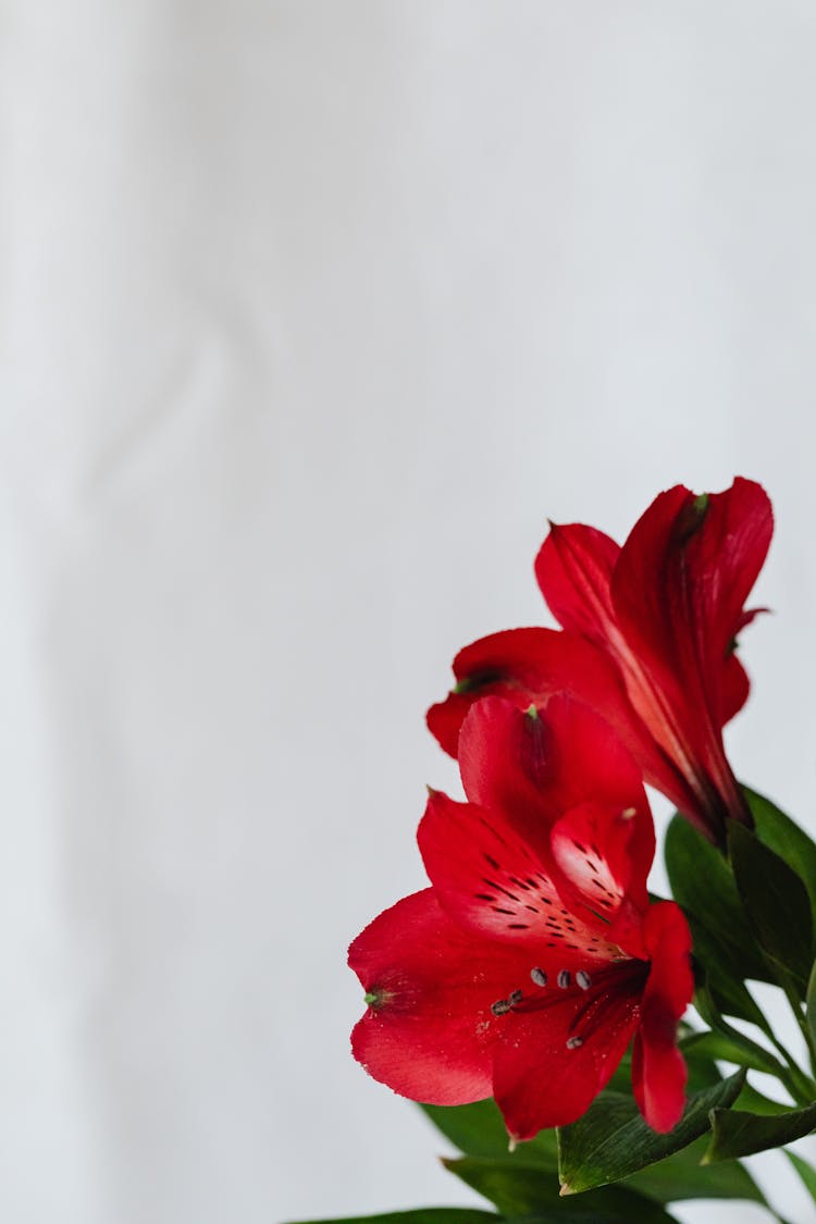 Red Flowers On White Textile