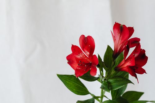Free Stunning red lilies with green leaves on a clean white backdrop. Stock Photo