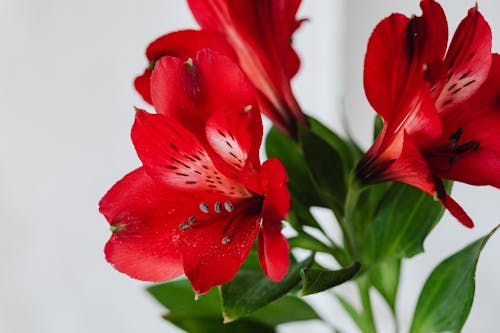 Free Red Flowers with Stamen Stock Photo