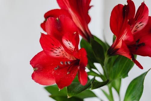 Red Flowers with Stamen