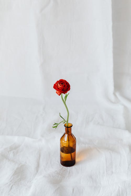 бесплатная Бесплатное стоковое фото с белый, бутылка, ваза Стоковое фото
